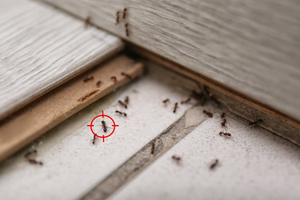 Best Pest Inspection Near Me  in Harrisonville, MO