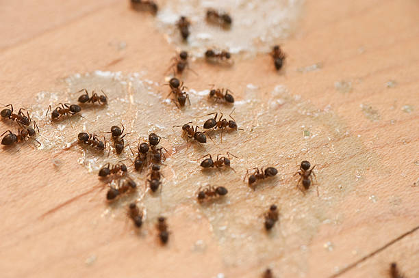 Best Best Pest Control Companies  in Harrisonville, MO